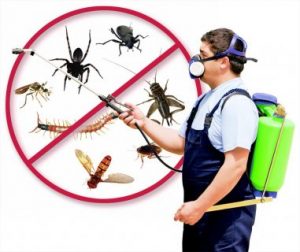 شركة مكافحة الحشرات بالشارقة